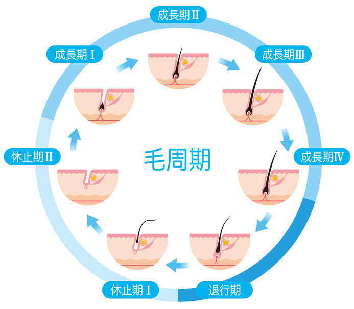 毛周期解説図